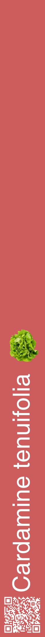 Étiquette de : Cardamine tenuifolia - format a - style blanche35hel avec qrcode et comestibilité simplifiée