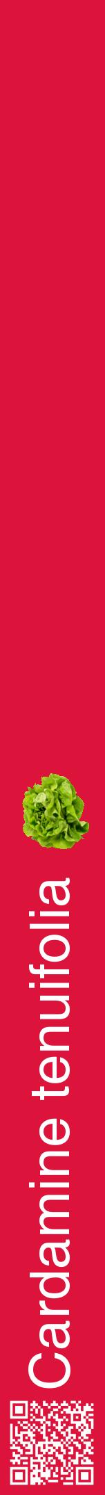 Étiquette de : Cardamine tenuifolia - format a - style blanche36hel avec qrcode et comestibilité simplifiée