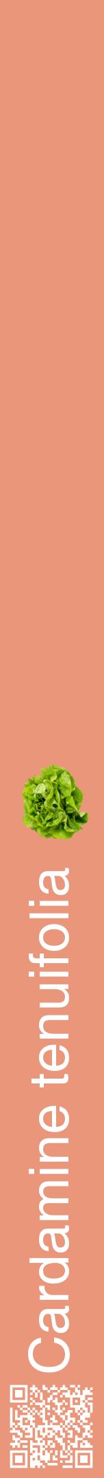 Étiquette de : Cardamine tenuifolia - format a - style blanche37hel avec qrcode et comestibilité simplifiée