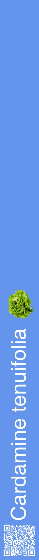 Étiquette de : Cardamine tenuifolia - format a - style blanche4hel avec qrcode et comestibilité simplifiée