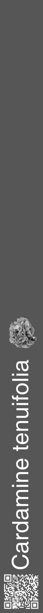 Étiquette de : Cardamine tenuifolia - format a - style blanche45hel avec qrcode et comestibilité simplifiée - position verticale