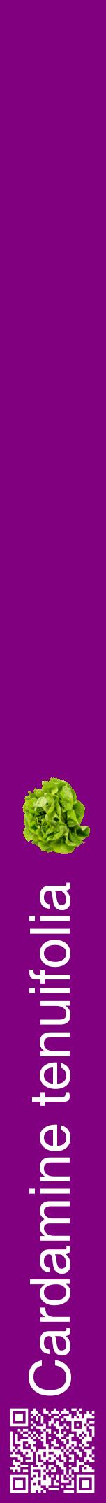 Étiquette de : Cardamine tenuifolia - format a - style blanche46hel avec qrcode et comestibilité simplifiée