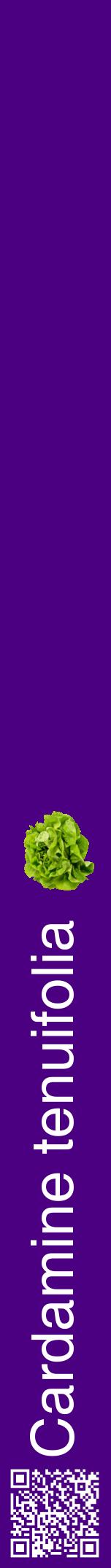 Étiquette de : Cardamine tenuifolia - format a - style blanche47hel avec qrcode et comestibilité simplifiée