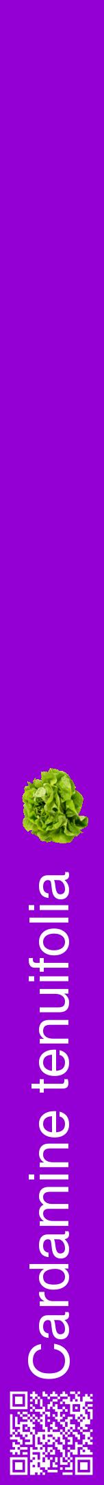 Étiquette de : Cardamine tenuifolia - format a - style blanche48hel avec qrcode et comestibilité simplifiée