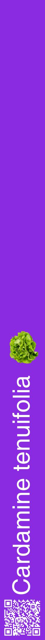 Étiquette de : Cardamine tenuifolia - format a - style blanche49hel avec qrcode et comestibilité simplifiée