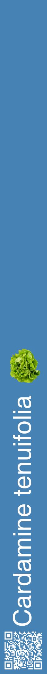 Étiquette de : Cardamine tenuifolia - format a - style blanche5hel avec qrcode et comestibilité simplifiée