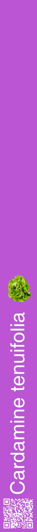 Étiquette de : Cardamine tenuifolia - format a - style blanche50hel avec qrcode et comestibilité simplifiée