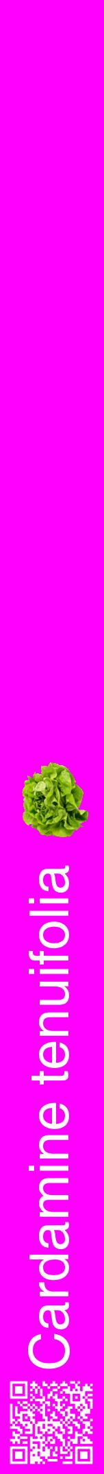 Étiquette de : Cardamine tenuifolia - format a - style blanche51hel avec qrcode et comestibilité simplifiée