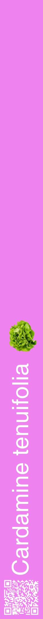 Étiquette de : Cardamine tenuifolia - format a - style blanche53hel avec qrcode et comestibilité simplifiée