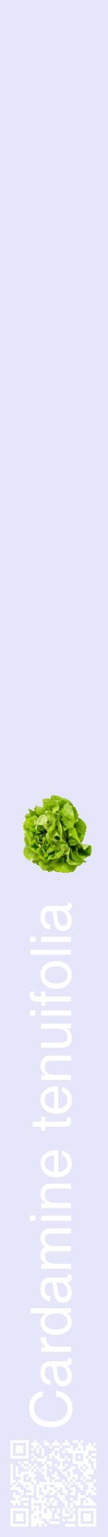 Étiquette de : Cardamine tenuifolia - format a - style blanche55hel avec qrcode et comestibilité simplifiée