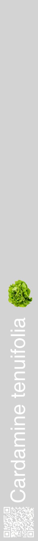 Étiquette de : Cardamine tenuifolia - format a - style blanche56hel avec qrcode et comestibilité simplifiée