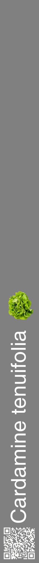 Étiquette de : Cardamine tenuifolia - format a - style blanche57hel avec qrcode et comestibilité simplifiée