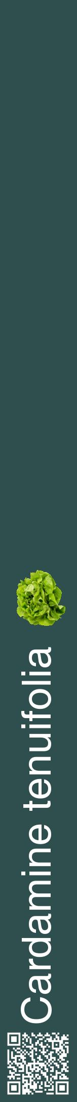 Étiquette de : Cardamine tenuifolia - format a - style blanche58hel avec qrcode et comestibilité simplifiée