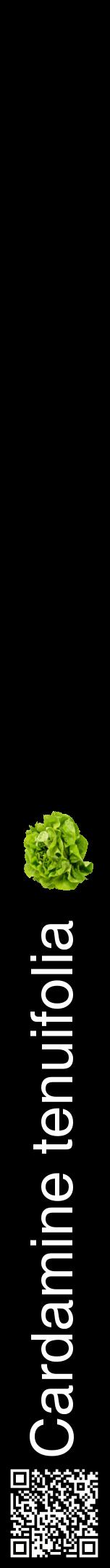 Étiquette de : Cardamine tenuifolia - format a - style blanche59hel avec qrcode et comestibilité simplifiée