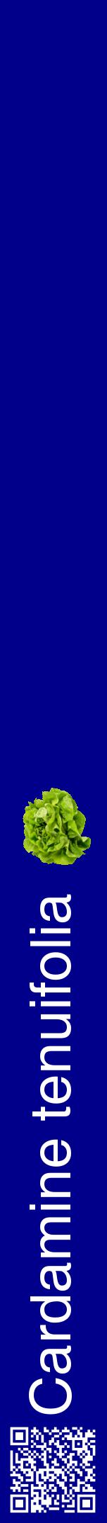 Étiquette de : Cardamine tenuifolia - format a - style blanche7hel avec qrcode et comestibilité simplifiée