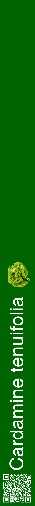 Étiquette de : Cardamine tenuifolia - format a - style blanche8hel avec qrcode et comestibilité simplifiée