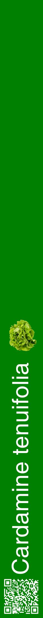 Étiquette de : Cardamine tenuifolia - format a - style blanche9hel avec qrcode et comestibilité simplifiée