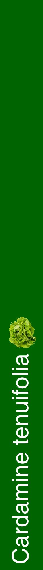 Étiquette de : Cardamine tenuifolia - format a - style blanche8hel avec comestibilité simplifiée