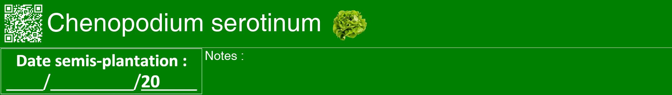 Étiquette de : Chenopodium serotinum - format a - style blanche9hel avec qrcode et comestibilité simplifiée