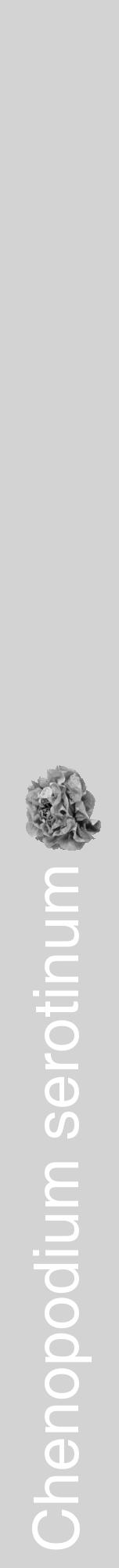 Étiquette de : Chenopodium serotinum - format a - style blanche56hel avec comestibilité simplifiée - position verticale