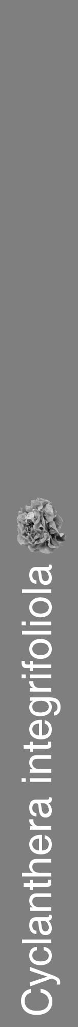 Étiquette de : Cyclanthera integrifoliola - format a - style blanche31hel avec comestibilité simplifiée - position verticale