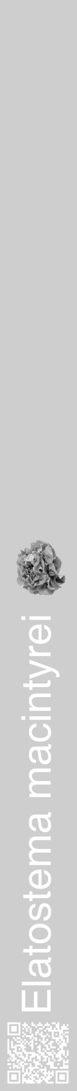 Étiquette de : Elatostema macintyrei - format a - style blanche17hel avec qrcode et comestibilité simplifiée - position verticale