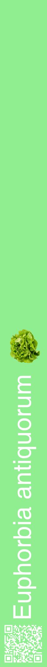 Étiquette de : Euphorbia antiquorum - format a - style blanche15hel avec qrcode et comestibilité simplifiée