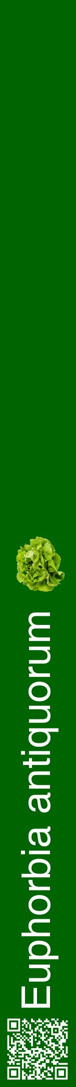 Étiquette de : Euphorbia antiquorum - format a - style blanche8hel avec qrcode et comestibilité simplifiée