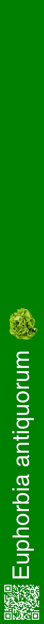 Étiquette de : Euphorbia antiquorum - format a - style blanche9hel avec qrcode et comestibilité simplifiée