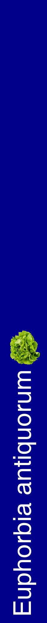 Étiquette de : Euphorbia antiquorum - format a - style blanche7hel avec comestibilité simplifiée