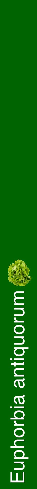 Étiquette de : Euphorbia antiquorum - format a - style blanche8hel avec comestibilité simplifiée