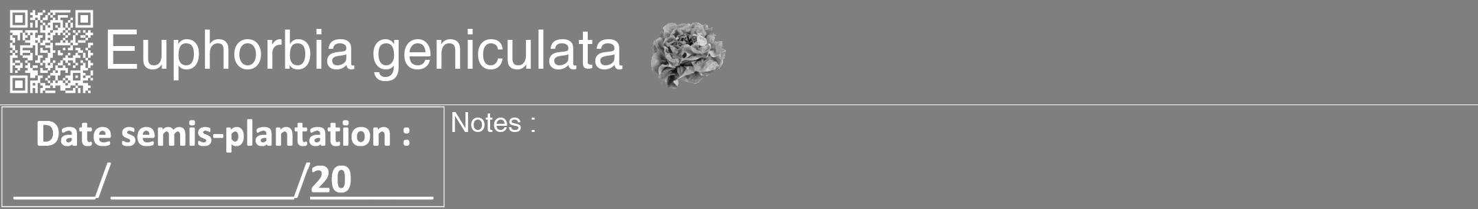 Étiquette de : Euphorbia geniculata - format a - style blanche31hel avec qrcode et comestibilité simplifiée