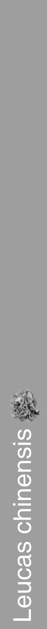 Étiquette de : Leucas chinensis - format a - style blanche23hel avec comestibilité simplifiée - position verticale