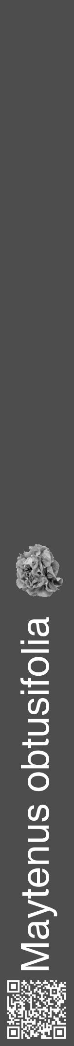 Étiquette de : Maytenus obtusifolia - format a - style blanche28hel avec qrcode et comestibilité simplifiée - position verticale
