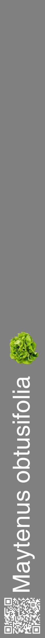Étiquette de : Maytenus obtusifolia - format a - style blanche57hel avec qrcode et comestibilité simplifiée