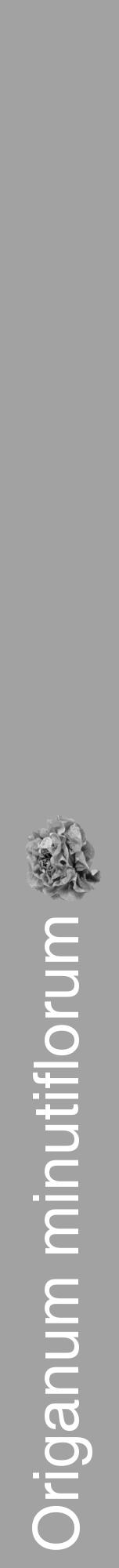 Étiquette de : Origanum minutiflorum - format a - style blanche38hel avec comestibilité simplifiée - position verticale