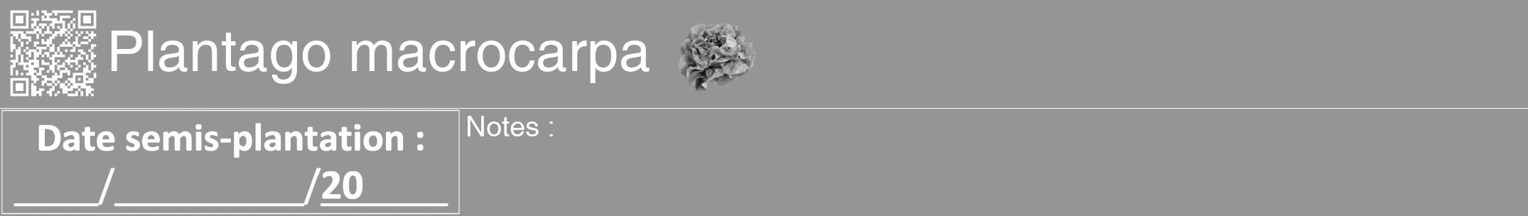 Étiquette de : Plantago macrocarpa - format a - style blanche16hel avec qrcode et comestibilité simplifiée