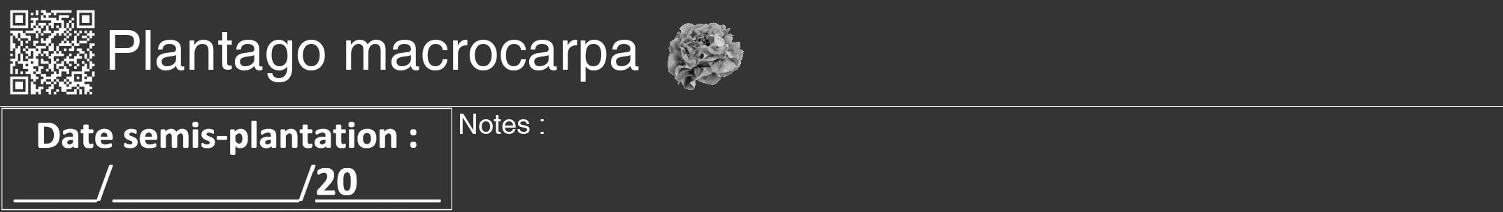 Étiquette de : Plantago macrocarpa - format a - style blanche46hel avec qrcode et comestibilité simplifiée