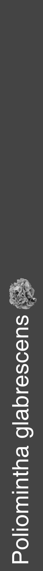 Étiquette de : Poliomintha glabrescens - format a - style blanche48hel avec comestibilité simplifiée - position verticale
