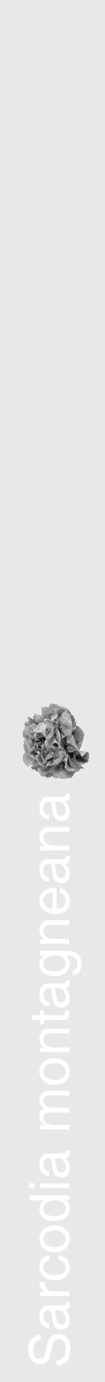 Étiquette de : Sarcodia montagneana - format a - style blanche55hel avec comestibilité simplifiée - position verticale