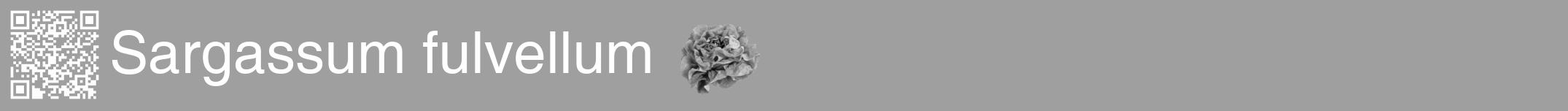 Étiquette de : Sargassum fulvellum - format a - style blanche24hel avec qrcode et comestibilité simplifiée