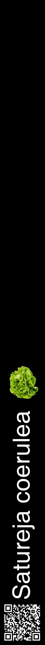Étiquette de : Satureja coerulea - format a - style blanche59hel avec qrcode et comestibilité simplifiée