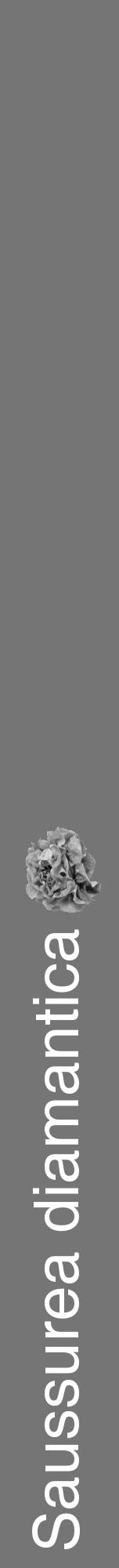 Étiquette de : Saussurea diamantica - format a - style blanche5hel avec comestibilité simplifiée - position verticale