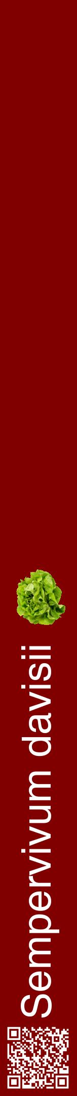 Étiquette de : Sempervivum davisii - format a - style blanche29hel avec qrcode et comestibilité simplifiée