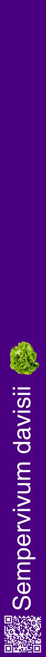 Étiquette de : Sempervivum davisii - format a - style blanche47hel avec qrcode et comestibilité simplifiée