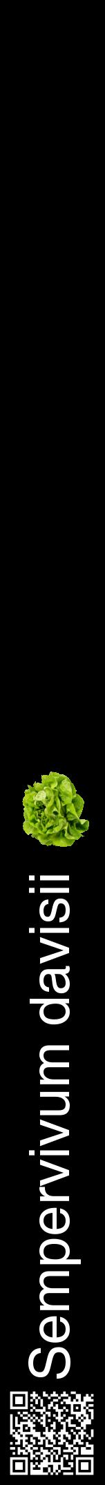 Étiquette de : Sempervivum davisii - format a - style blanche59hel avec qrcode et comestibilité simplifiée