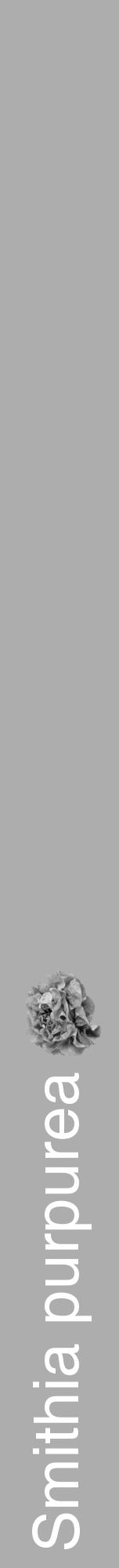 Étiquette de : Smithia purpurea - format a - style blanche22hel avec comestibilité simplifiée - position verticale