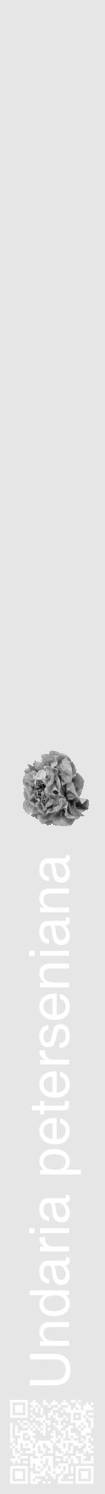Étiquette de : Undaria peterseniana - format a - style blanche18hel avec qrcode et comestibilité simplifiée - position verticale