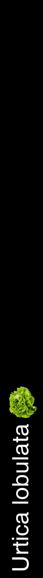 Étiquette de : Urtica lobulata - format a - style blanche59hel avec comestibilité simplifiée