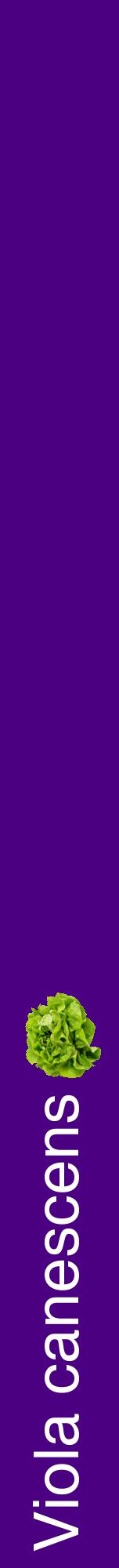 Étiquette de : Viola canescens - format a - style blanche47hel avec comestibilité simplifiée